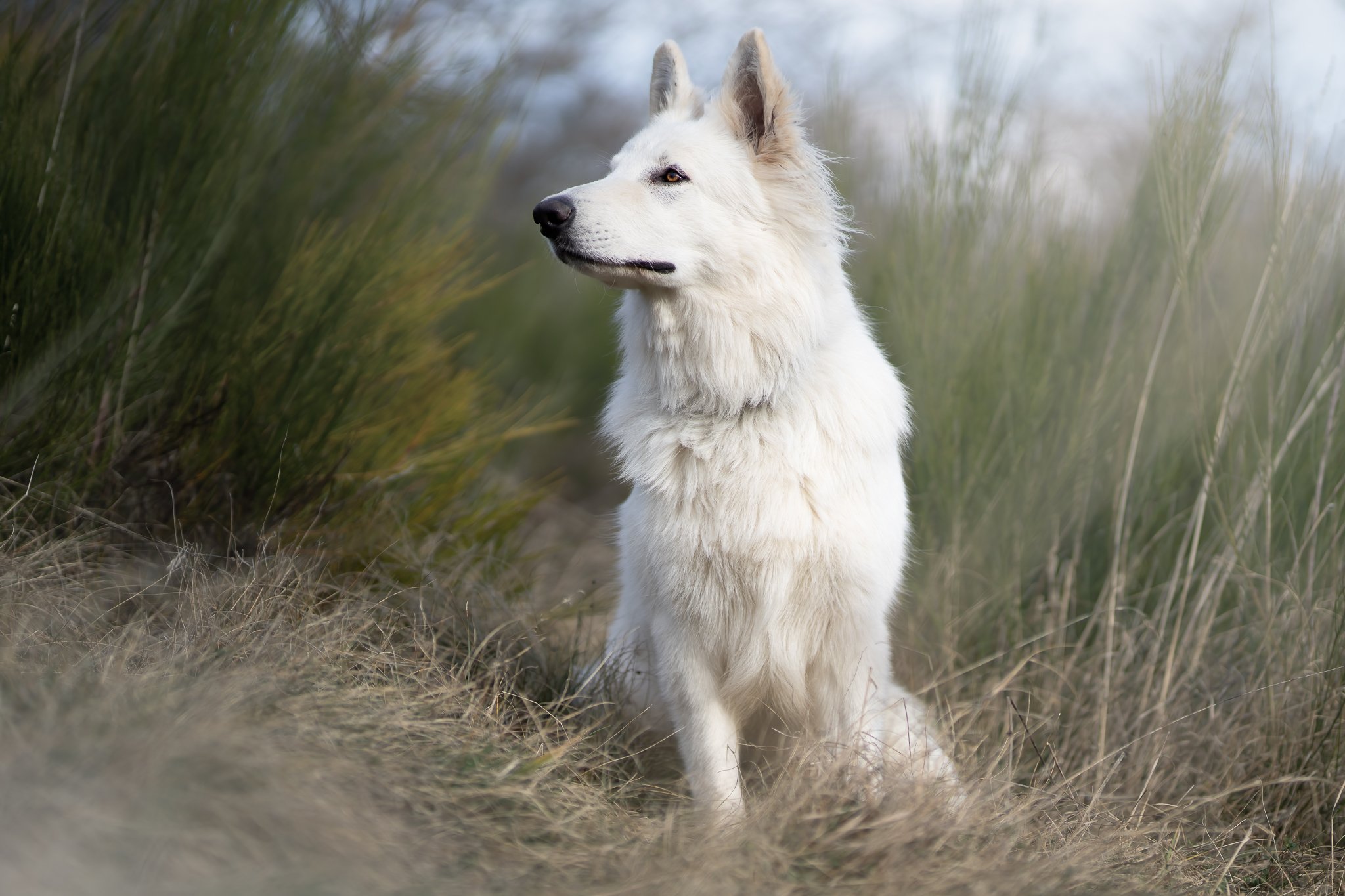 Berger blanc suisse race de chien