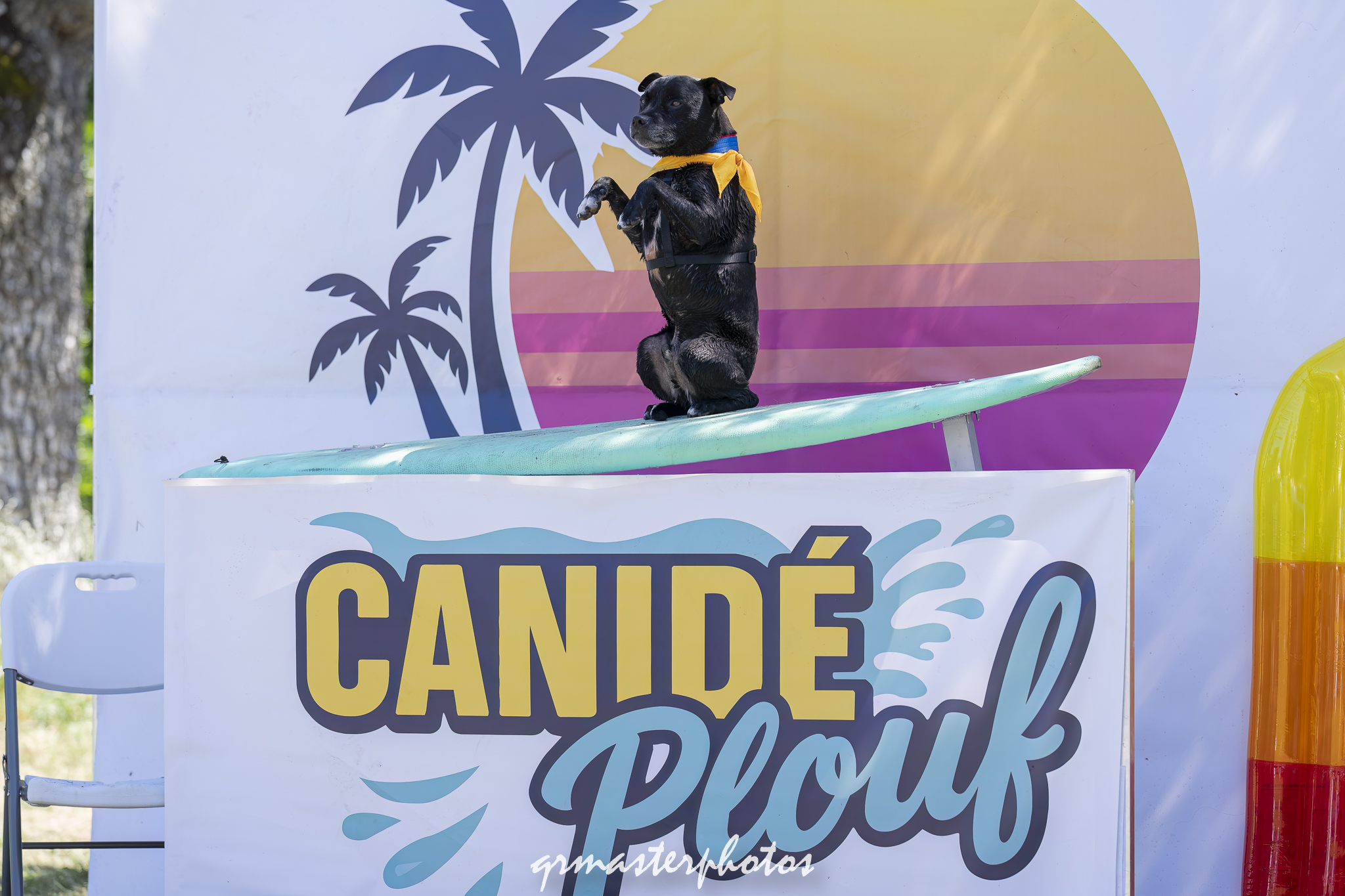 Photographe toulouse canin