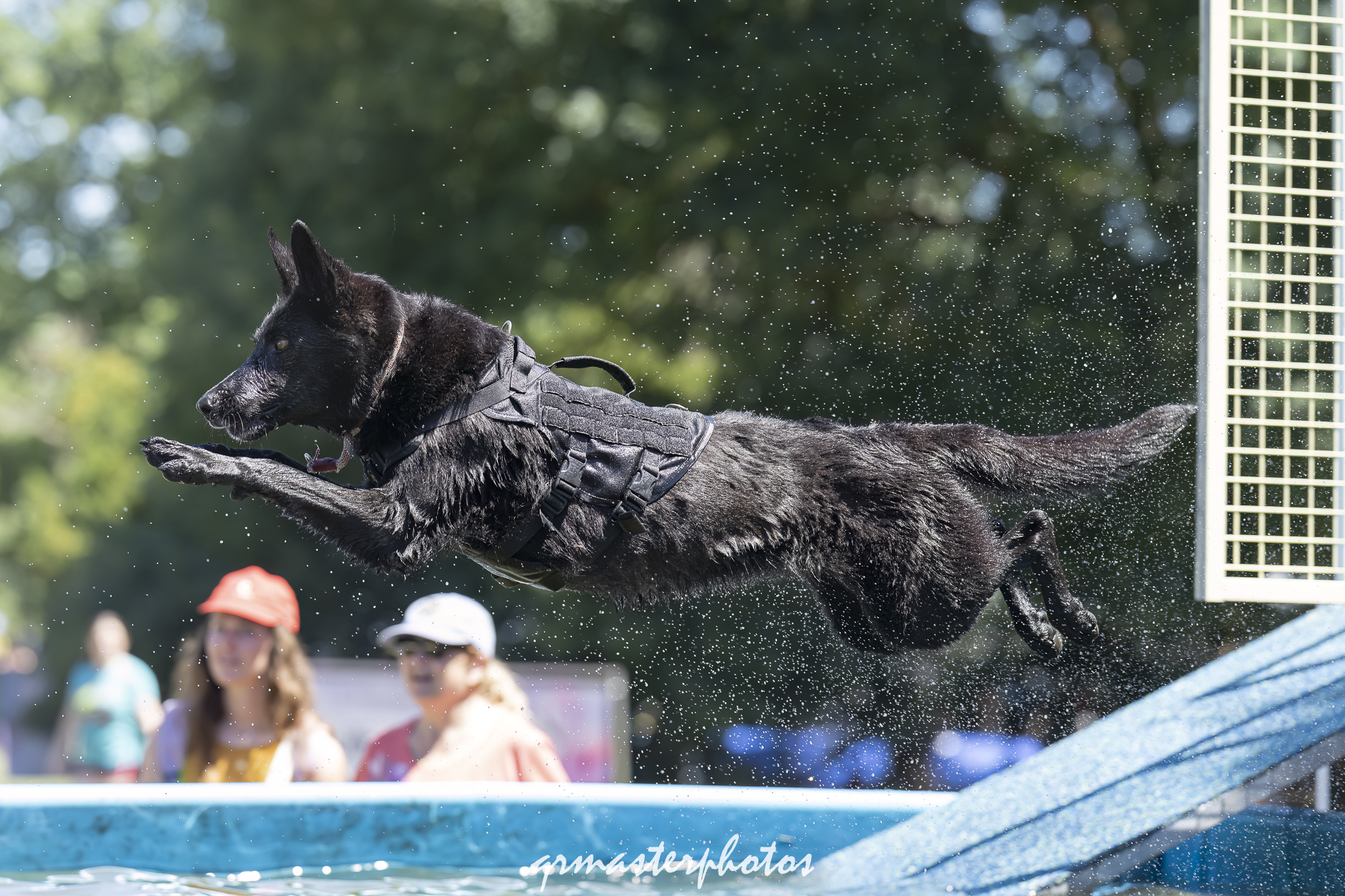 Photographe canin toulouse 2026
