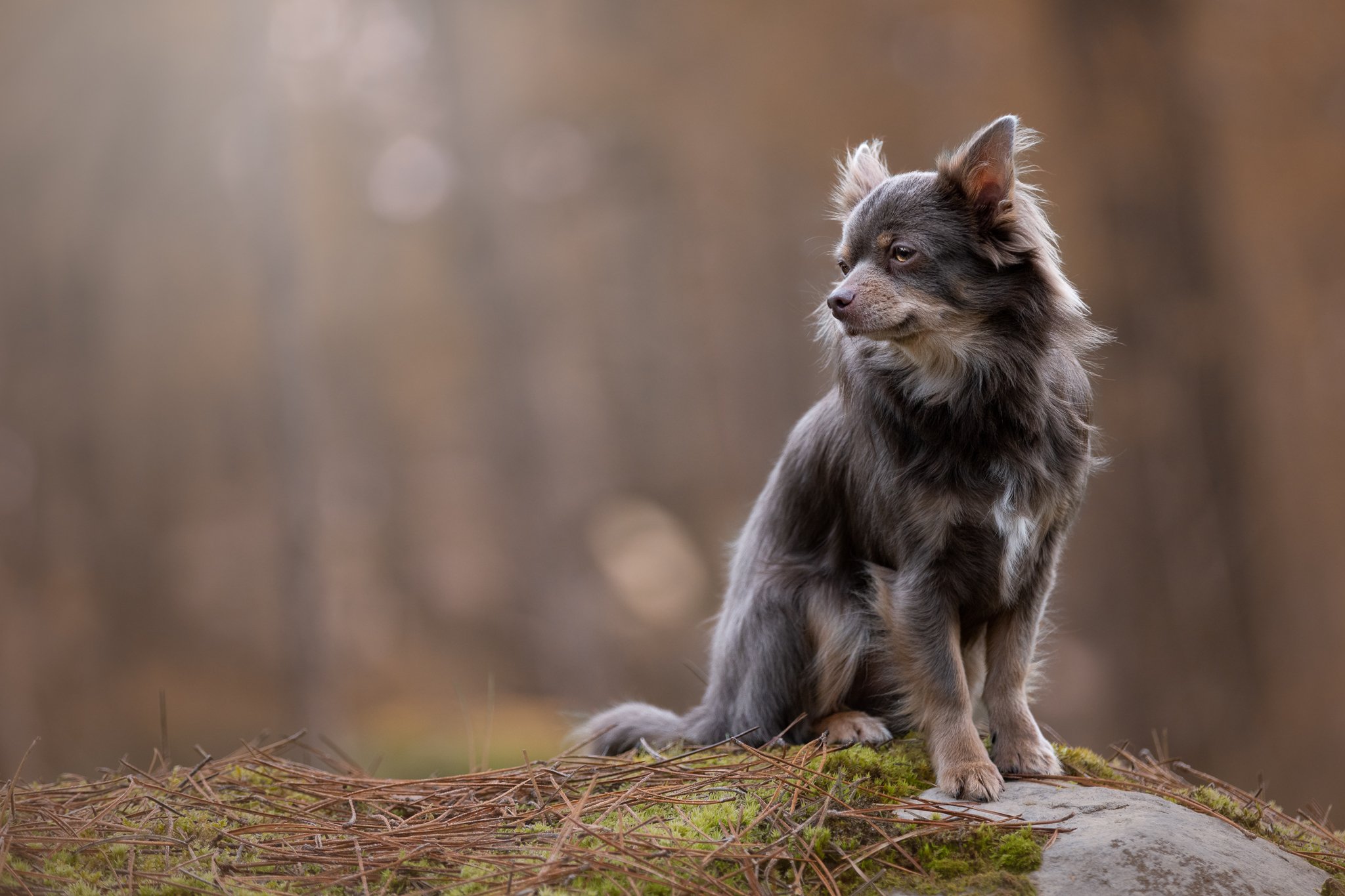 Photographe animalier chien lyon Chihuahua