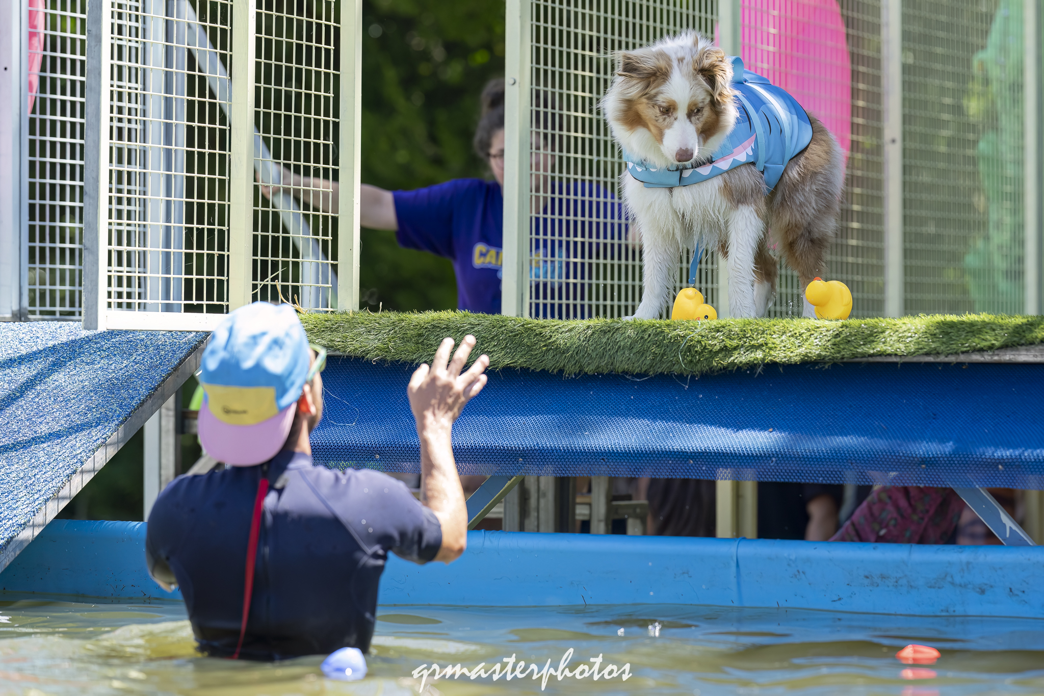 Photographe canin toulouse