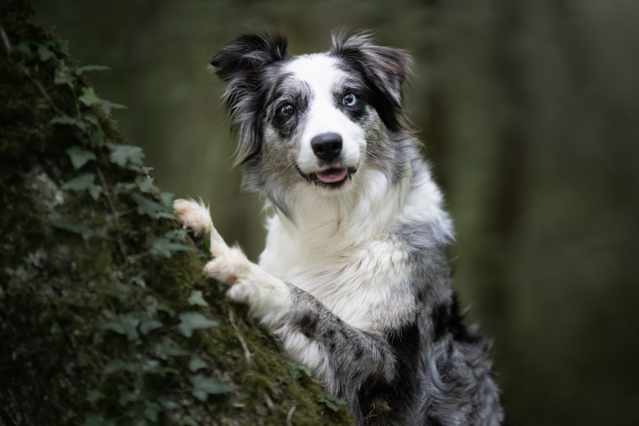 Photographe canin animalier albi et toulouse