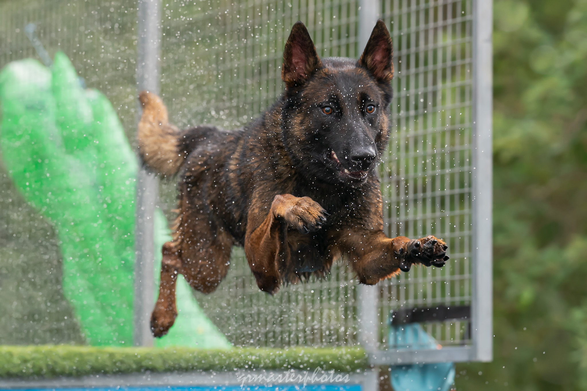 dog in action canideplouf 2026