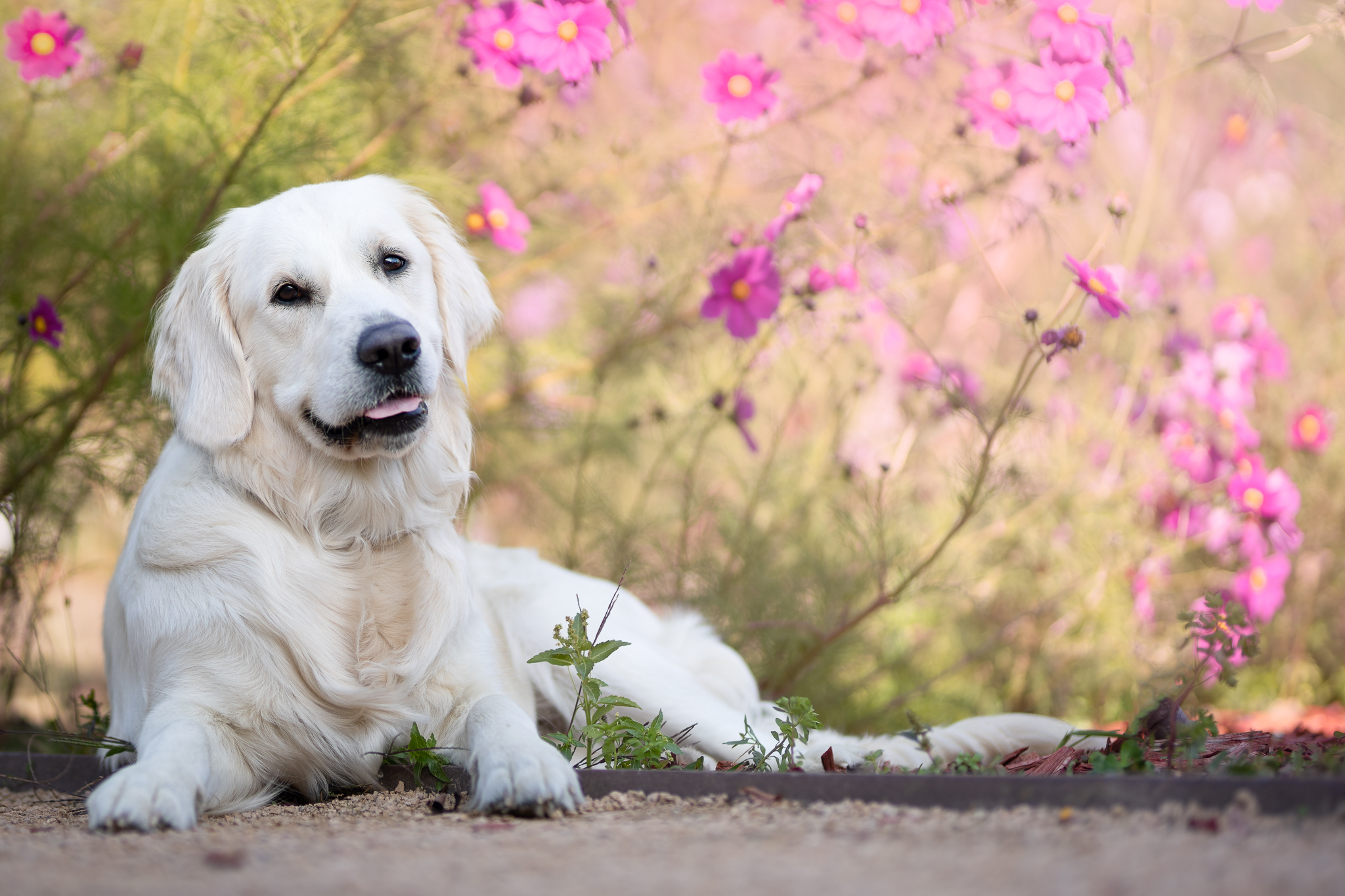 Golden chien dans les fleures parc a lyon