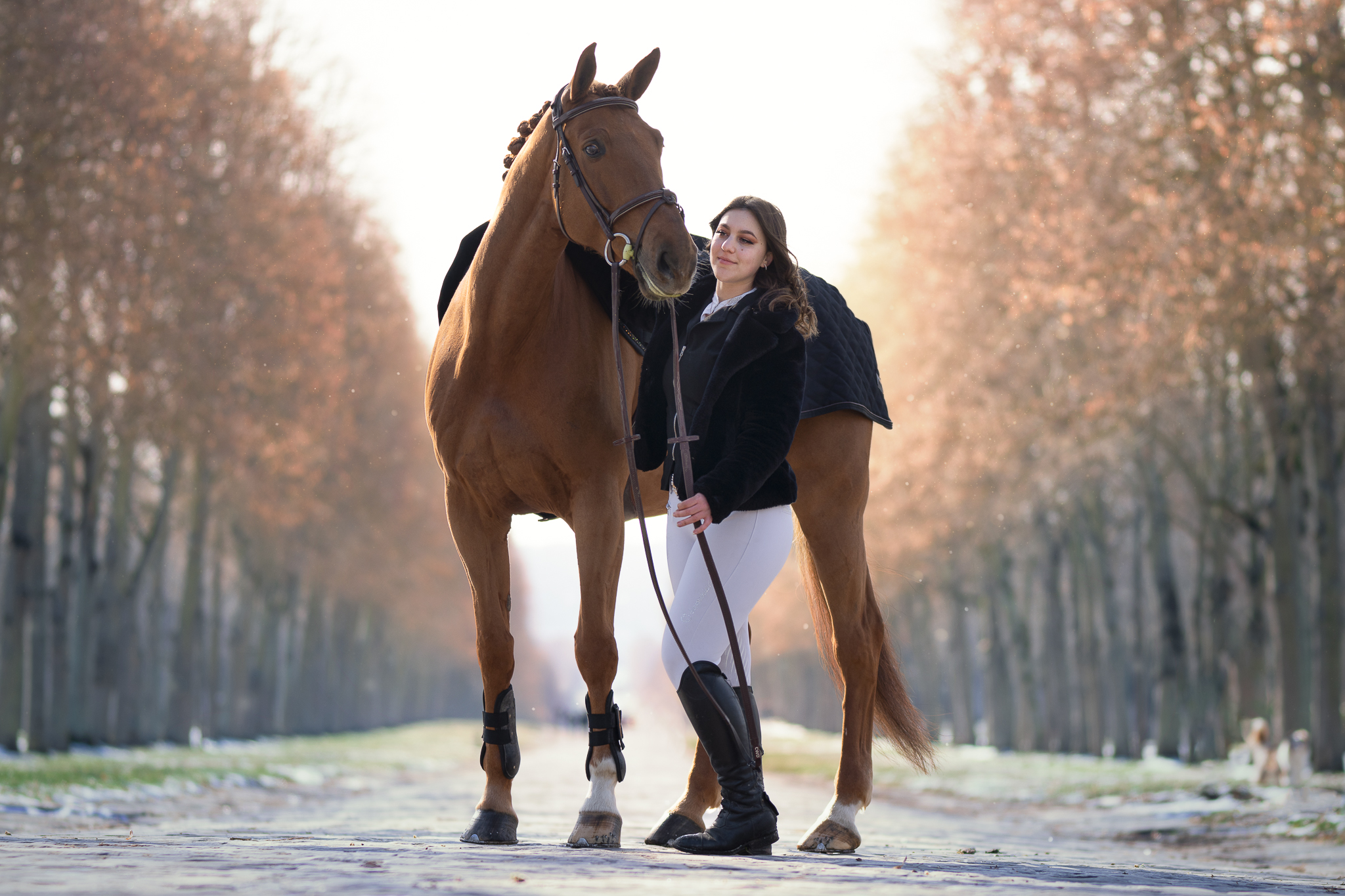 Photographe equin toulouse et lyon pas chere