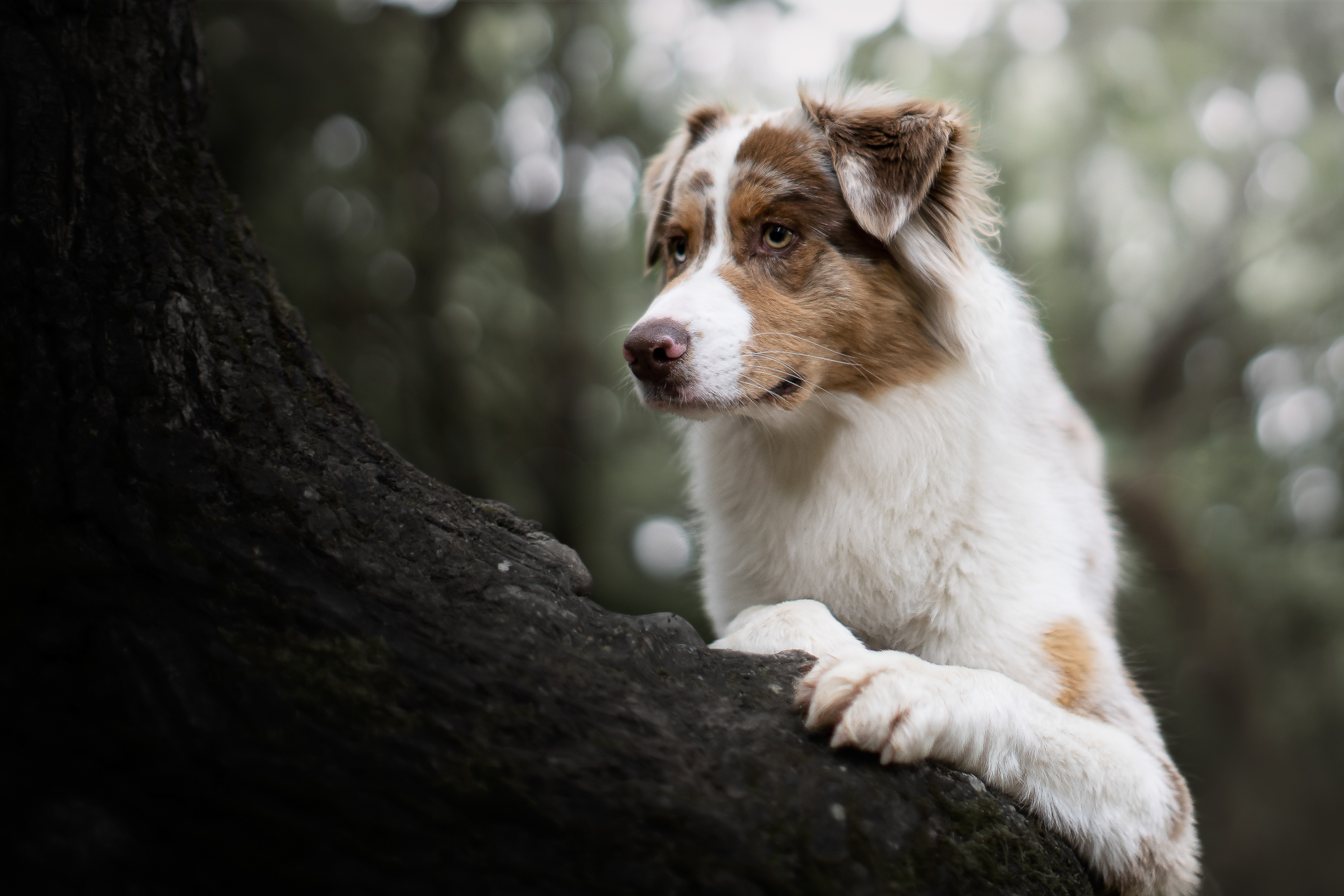 photographe canin Cugnaux berger australien portrait