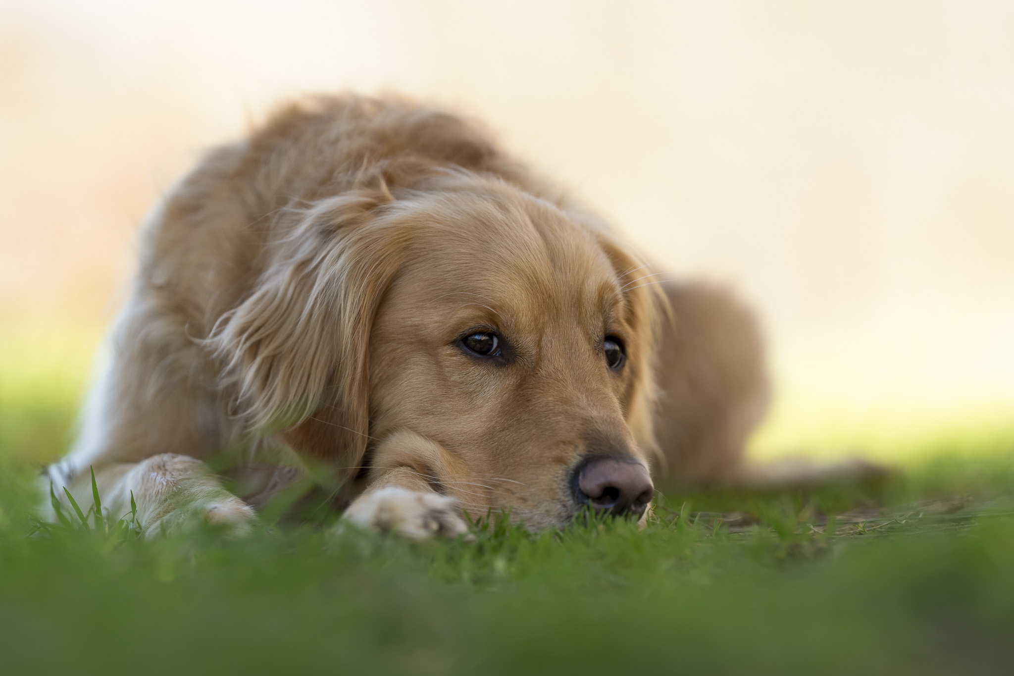 golden photographe canin toulouse lyon france