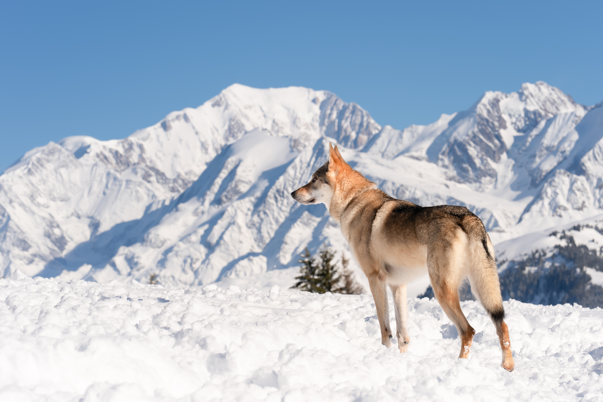 Seance photo canin dans les alpes avec le mont-blanc