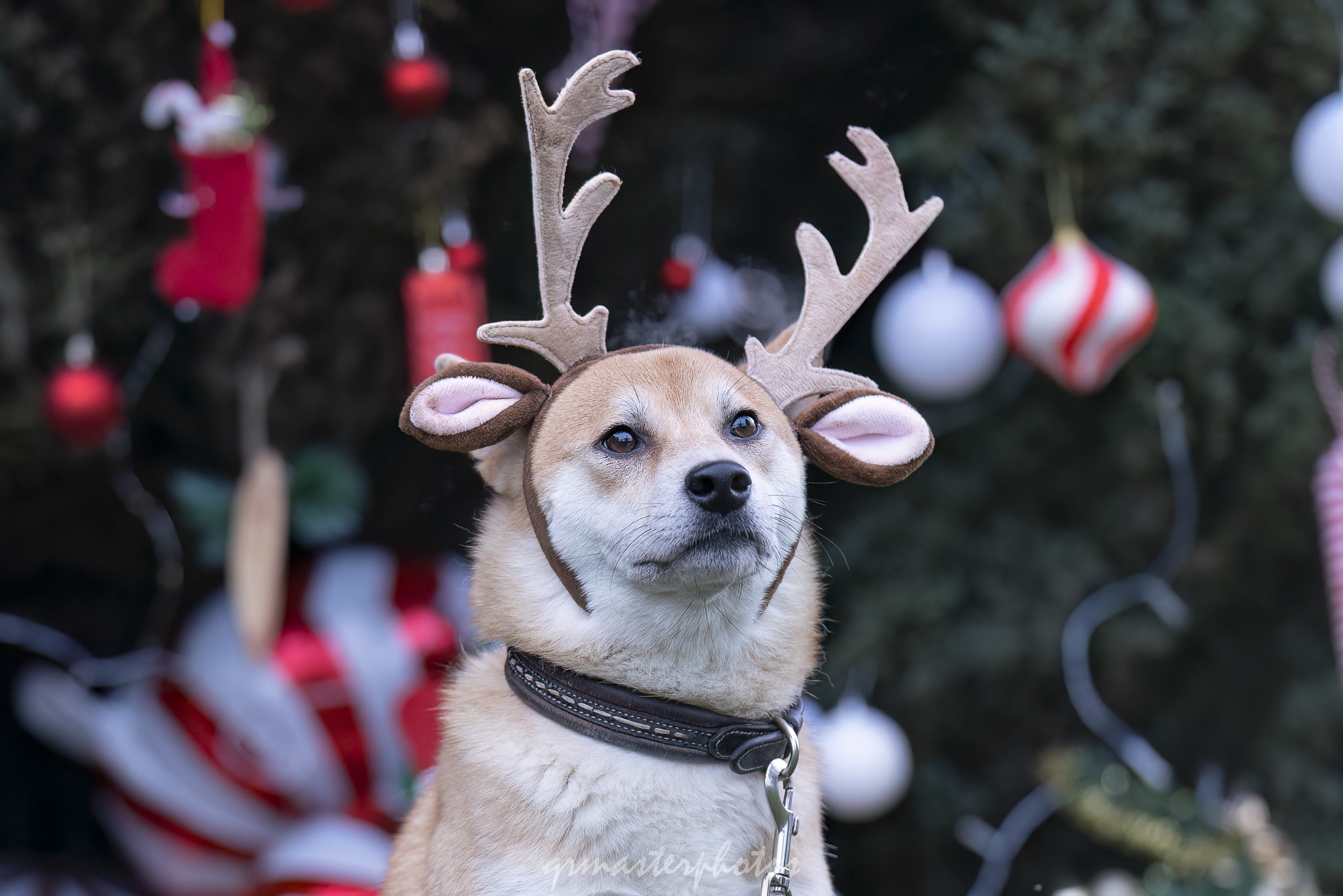 Photographe canin alpes