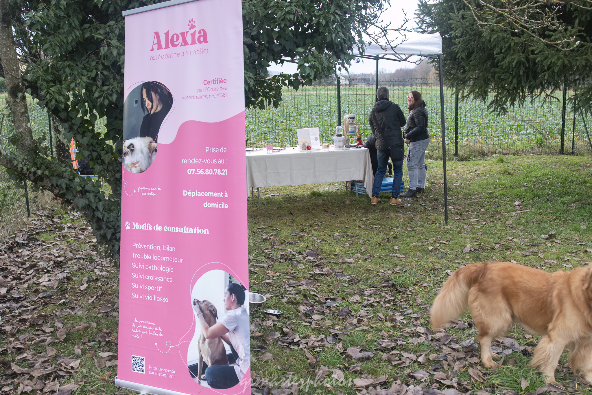 Seance photo canin noel qrmasterphotos