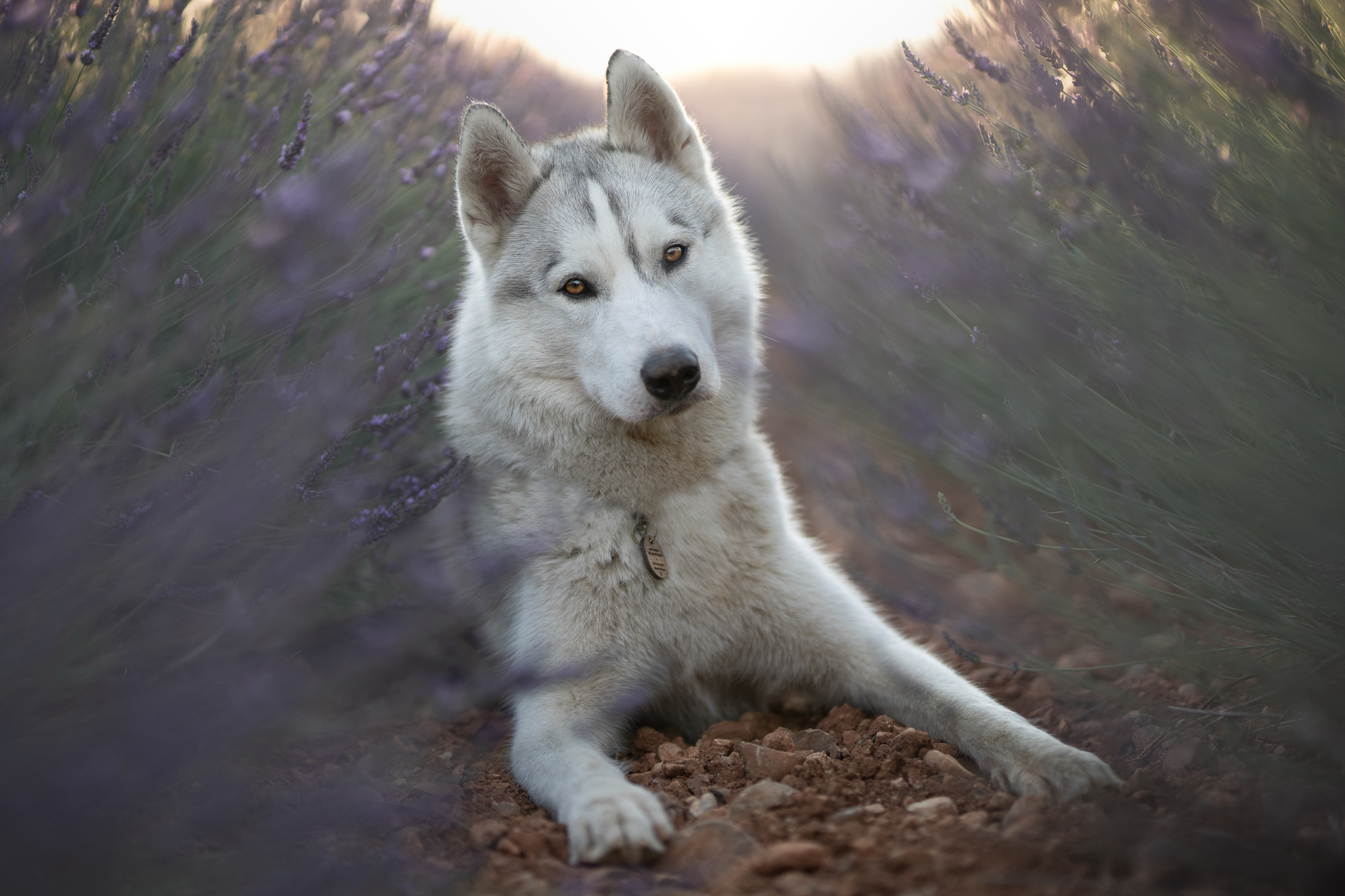 Husky