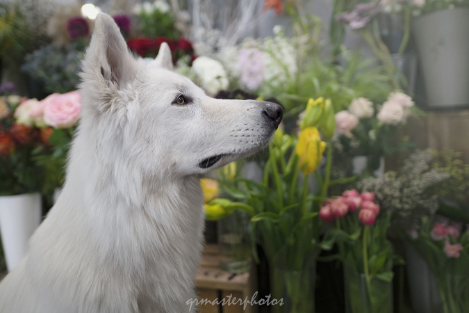 Fleurs et Berger Blanc Suisse