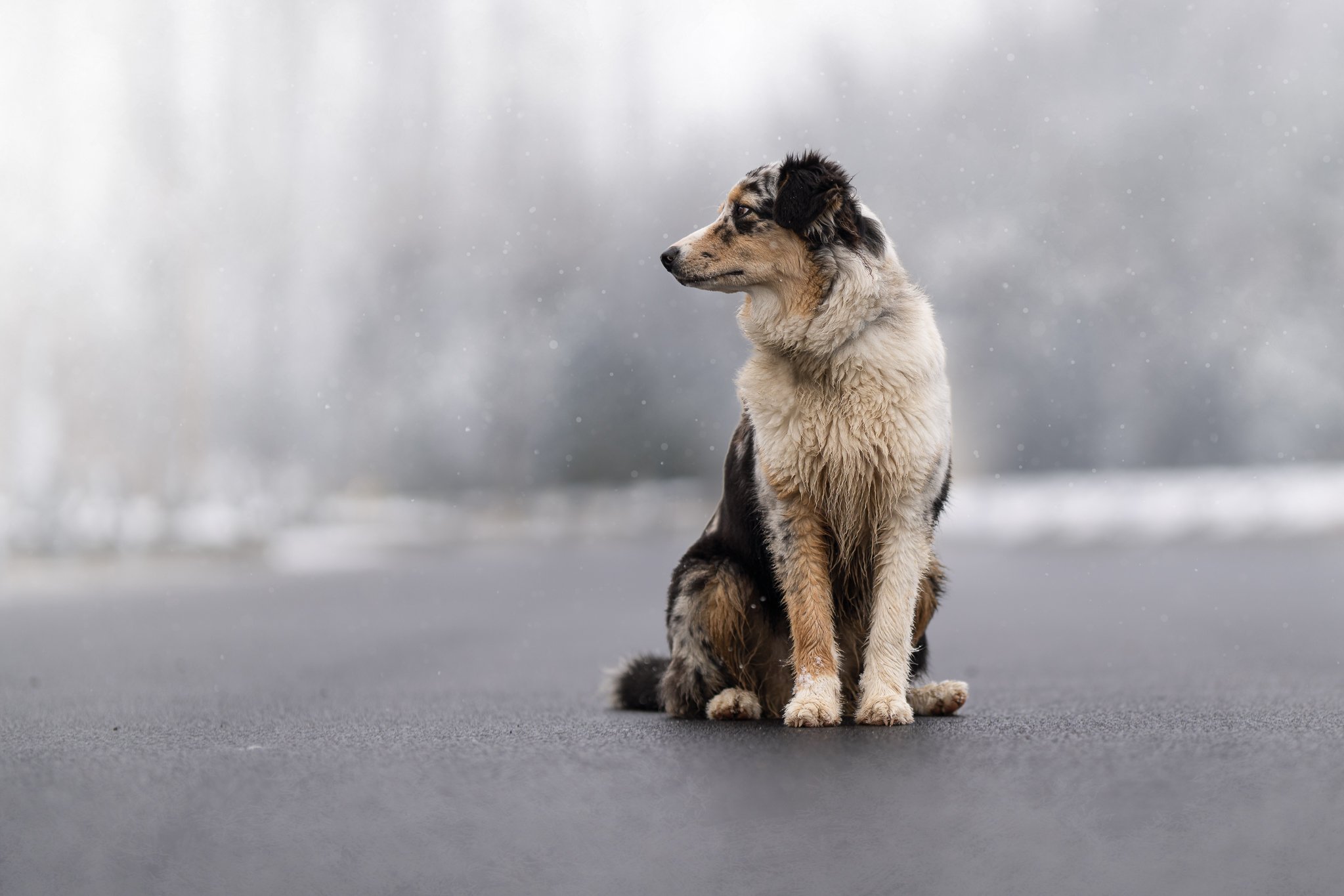 Hiver seance photo canin pas chere
