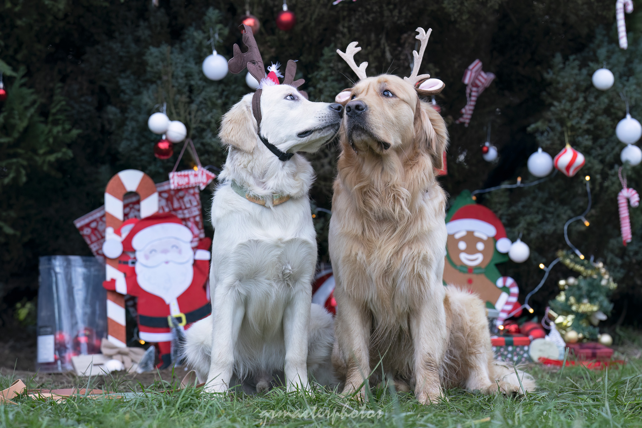 Photographe canin lyon  Noël La Casa De Perros