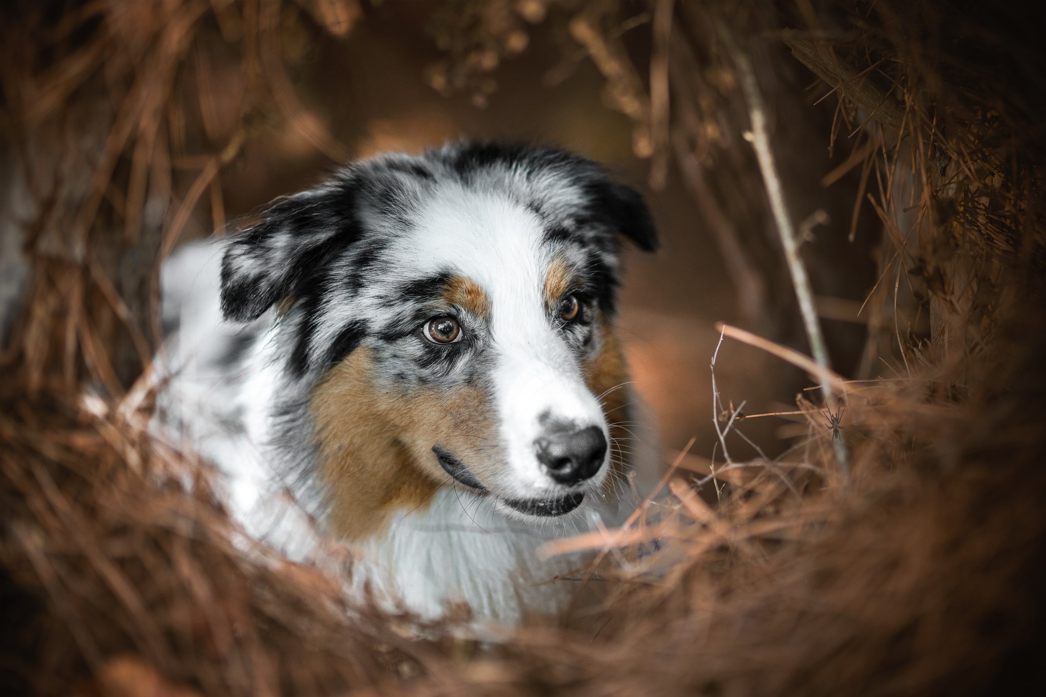 Berger australien cacher pendant la seance photo canin sud france