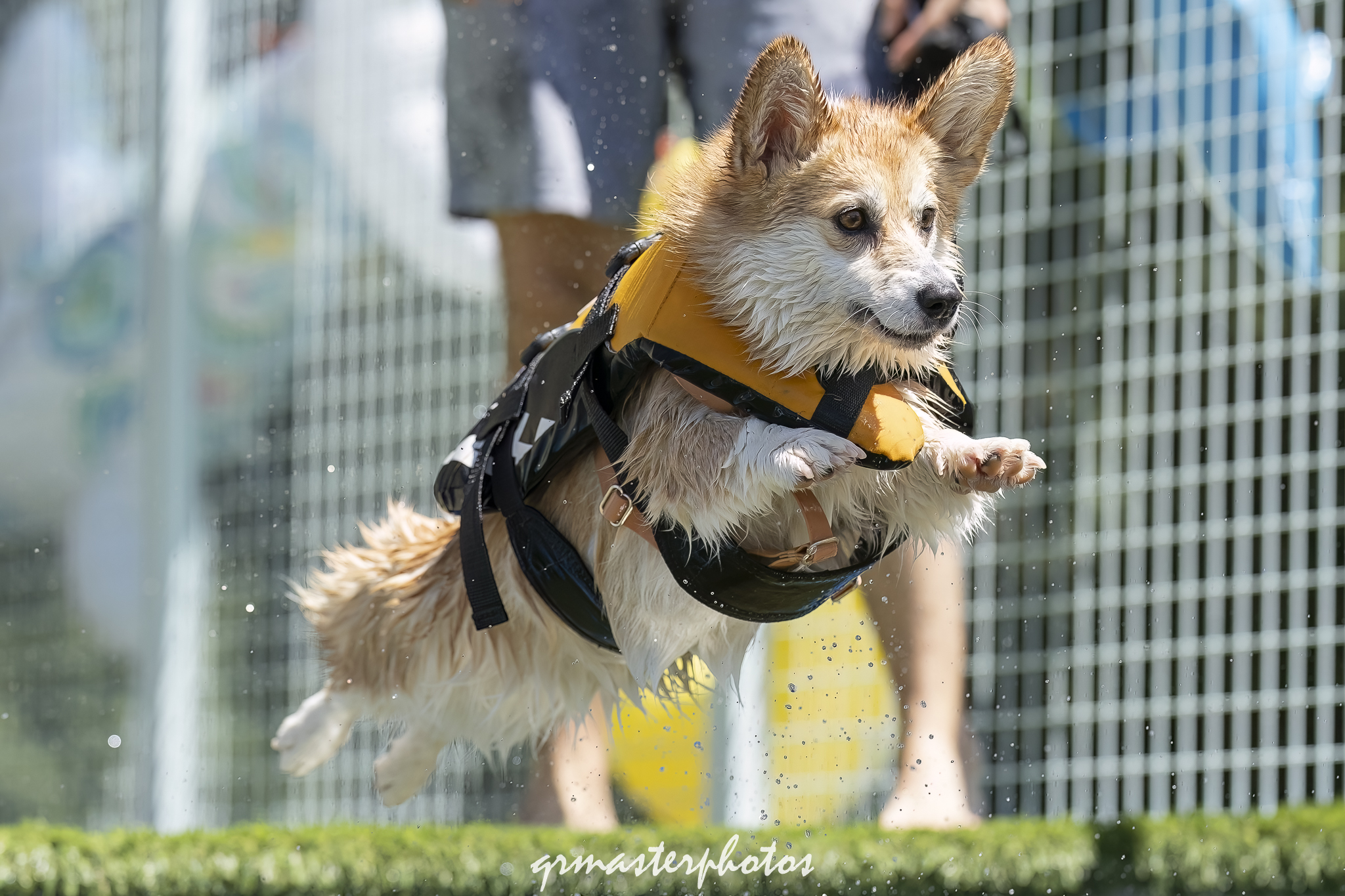 Photographe canin toulouse