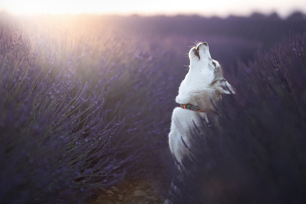 Husky