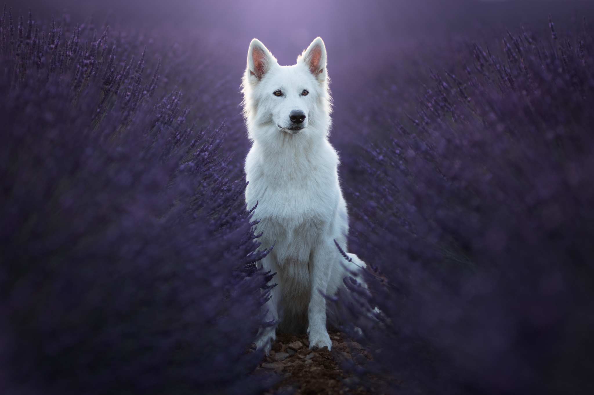 Berger Blanc Suisse