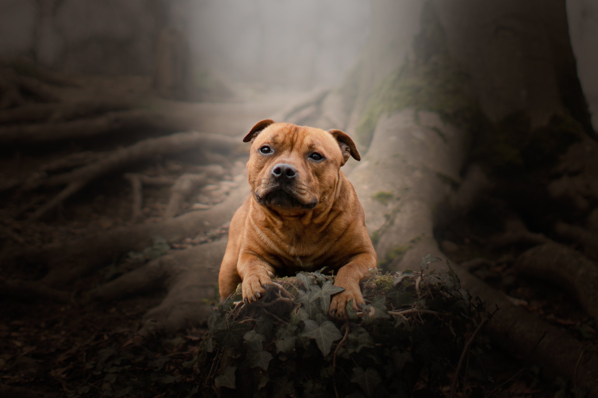 staffy seance photo canin lyon