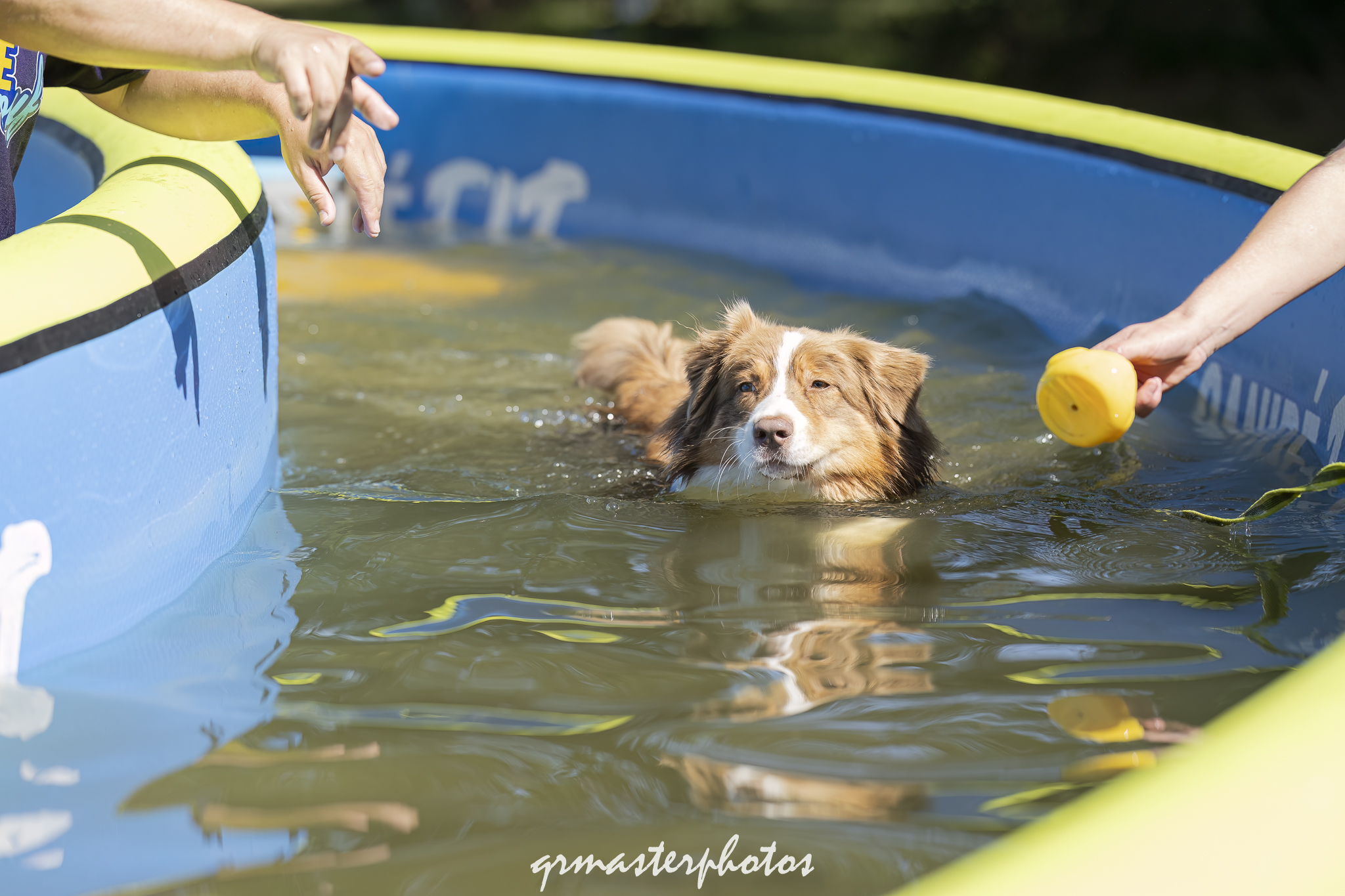 Photographe canin toulouse 2026