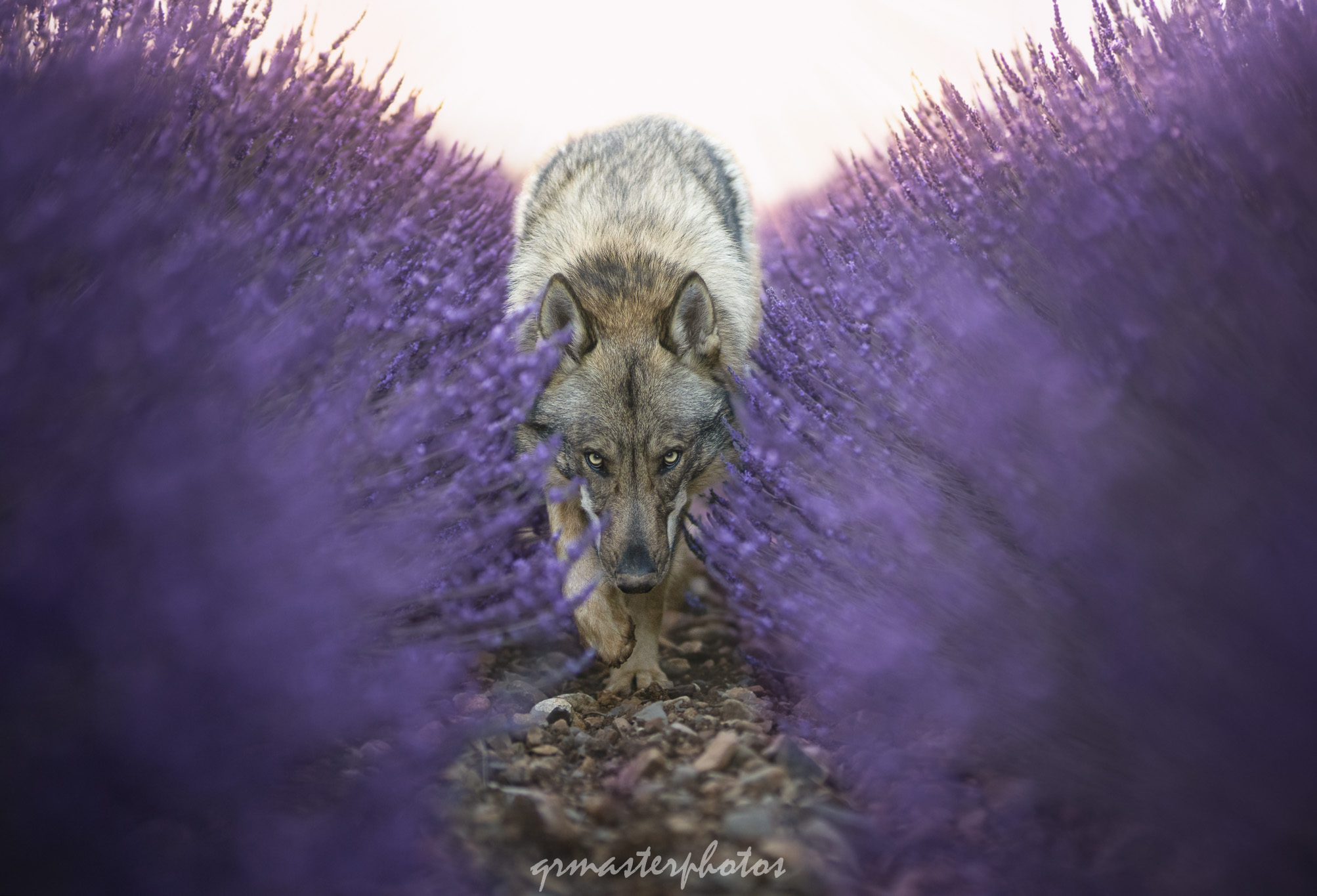 Photographe animalier canin chien loup lavande