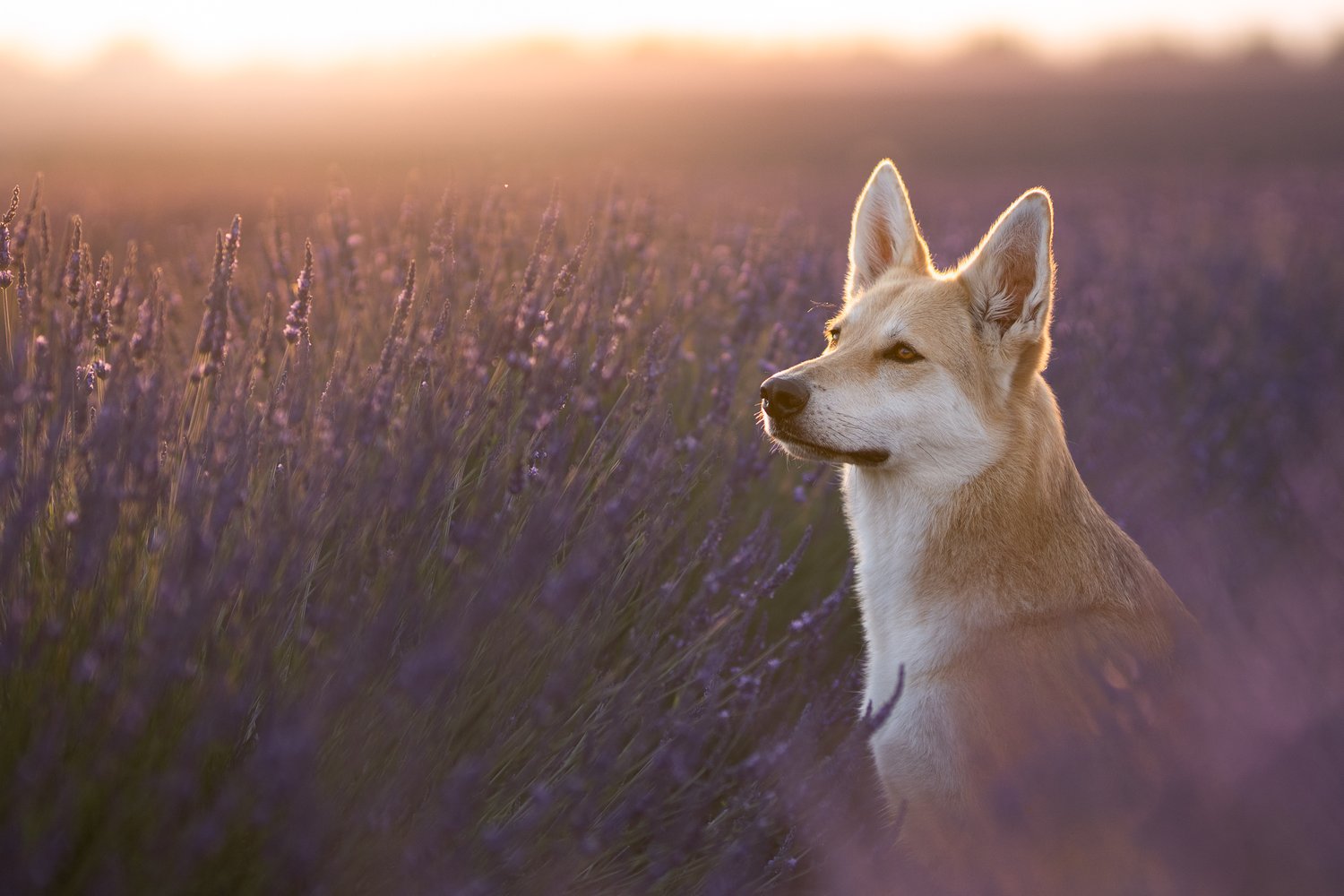 Chien loup x Malamute