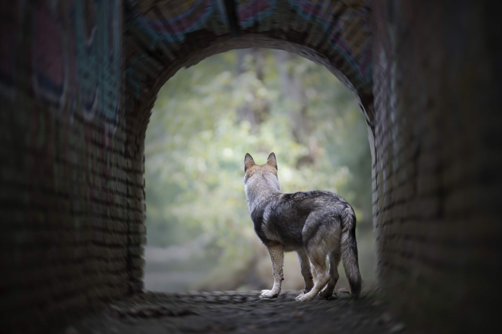 Photographe canin blagnac toulouse en occitanie