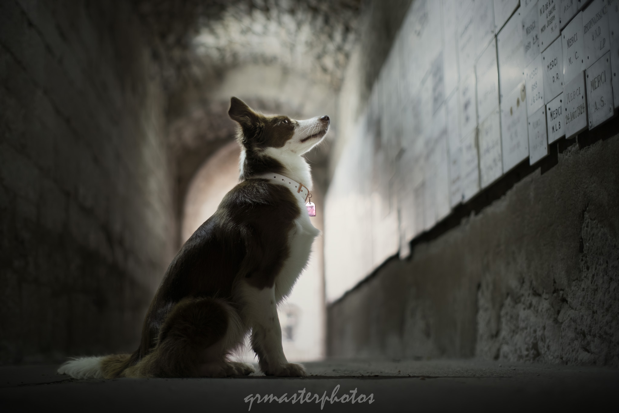 seance photo canin a rocamadour