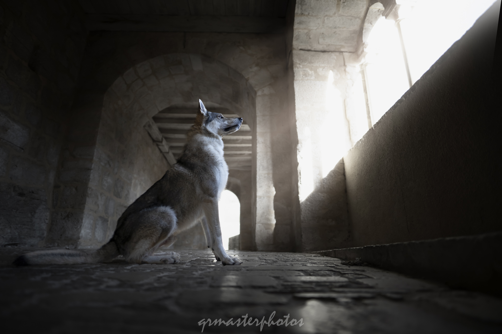photographe canin a rocamadour