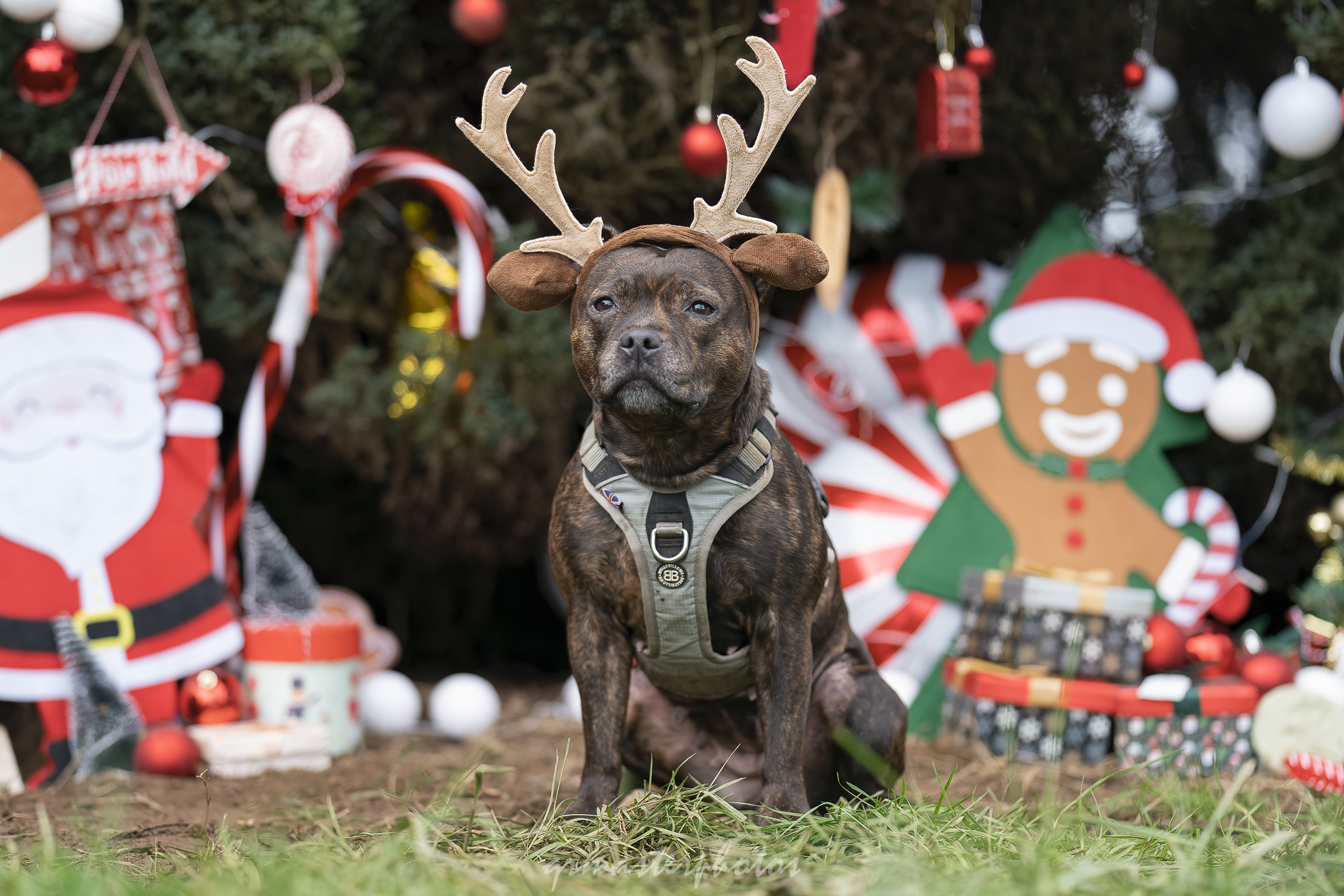 Photographe canin lyon  Noël La Casa De Perros