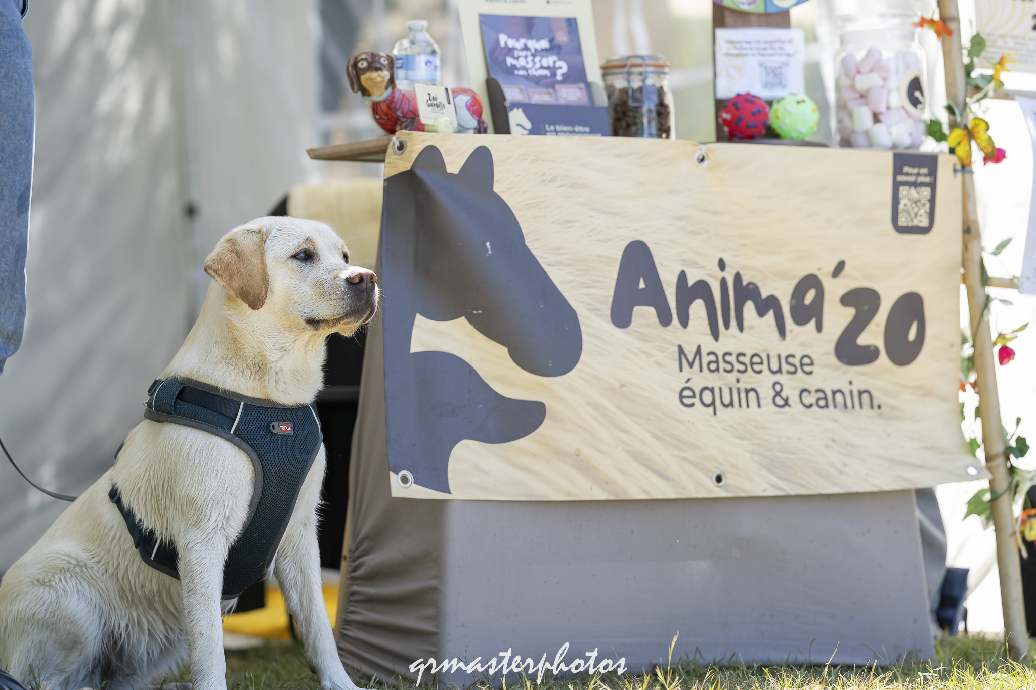 Événements, nouveautés, offres spéciales, retrouvez toutes les actualités d'Anima'zo. Pour ne rien manquer concernant le massage animalier, le bien-être équin ou les soins canins.