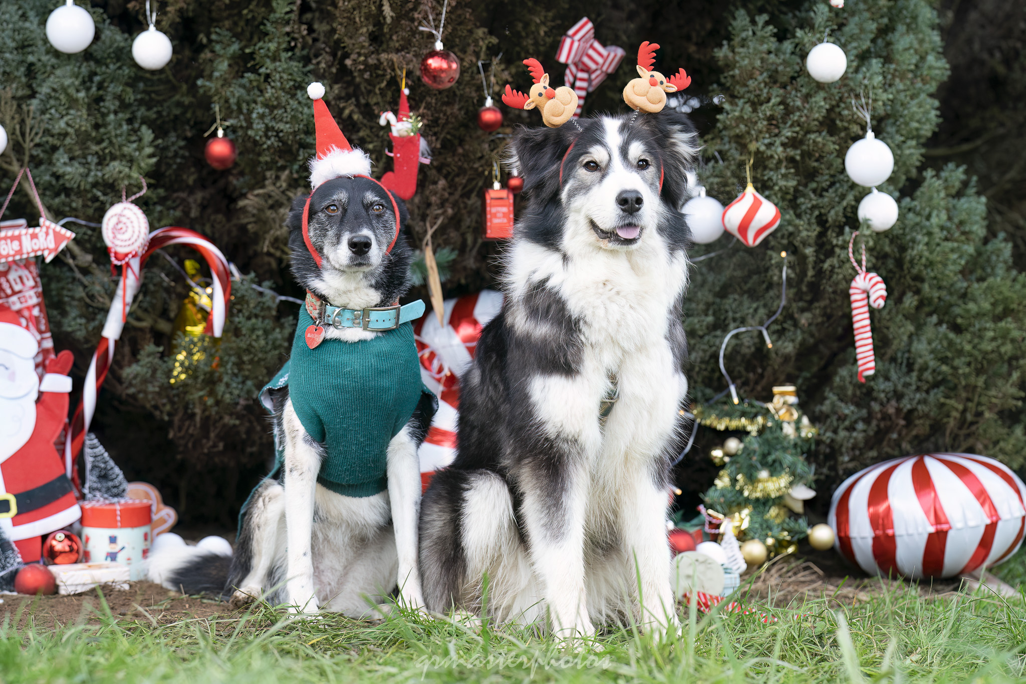 Photographe canin evenementiel