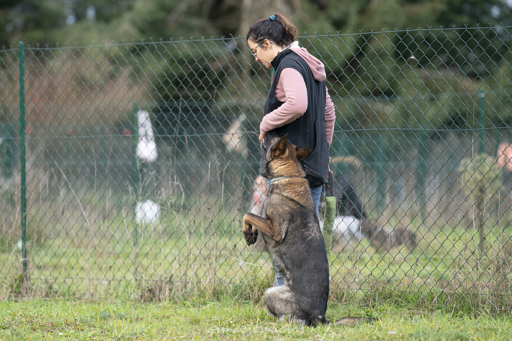 Démonstration Mordant Manon GLHF Dog Training 