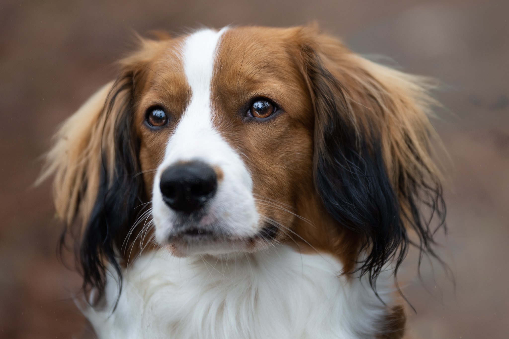Portrait de votre chien pas chere en rhone alpes et occitanie