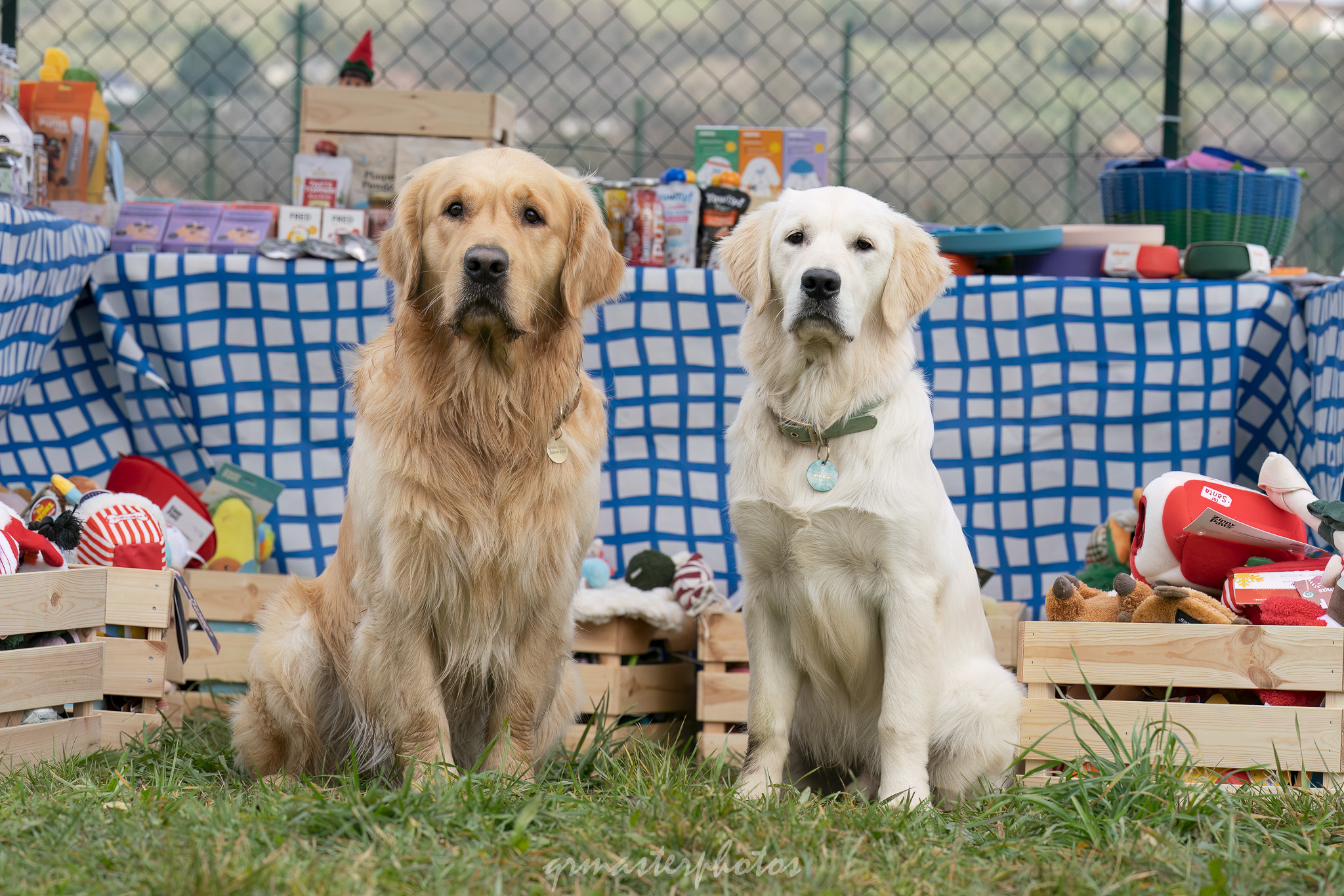 Photographe canin alpes
