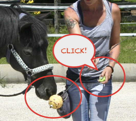 Nasentarget Clickertraining Pferd