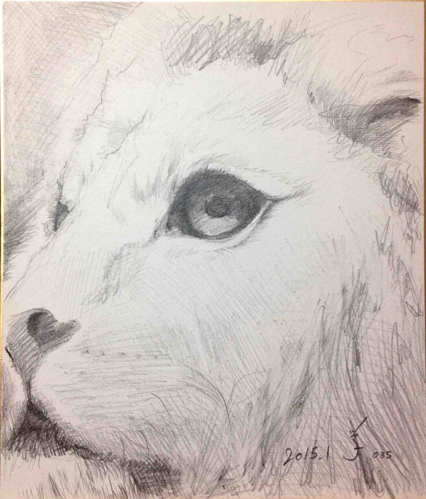 「ライオン 035」色紙にシャープペンシル