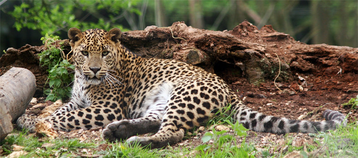 Panthère du Sri Lanka (Panthera pardus kotiya)