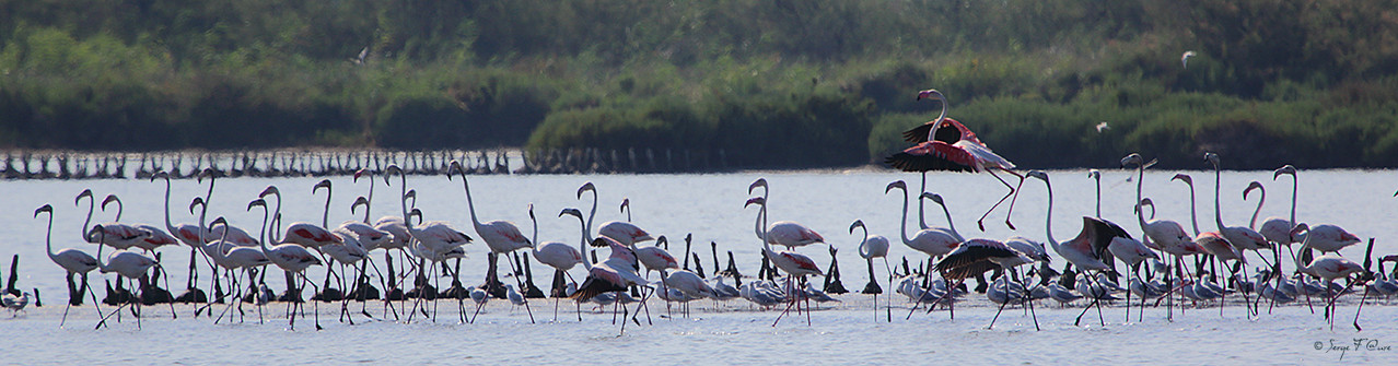 Flamant rose (Phoenicopterus rosus) - Anciens marais salants à la Sansouïre (Frontignan - Hérault - France)