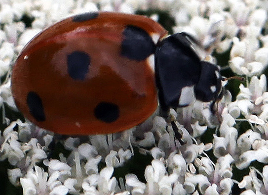La Coccinelle à 7 points (Coccinella septempunctata)