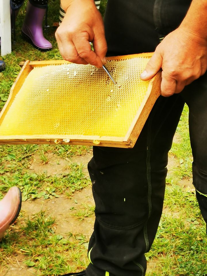 Bienenstock im Garten Kindertagesstätte Villa Kunterbunt Hohl