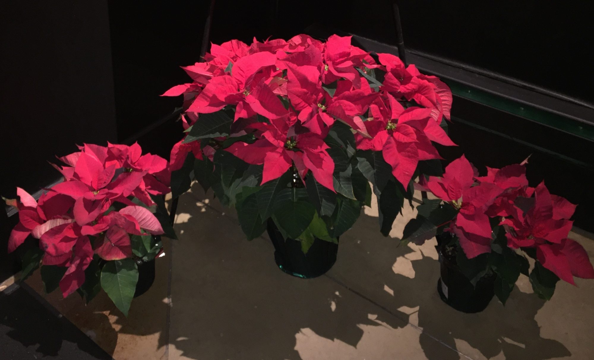 'Tis the season の意味