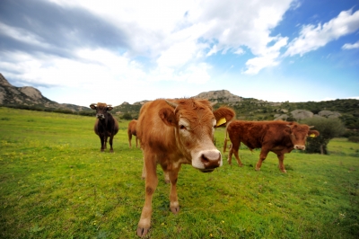 Grass-Fed Beef とはどんな肉？