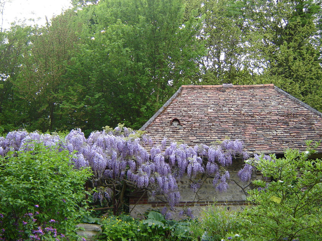 La glycine