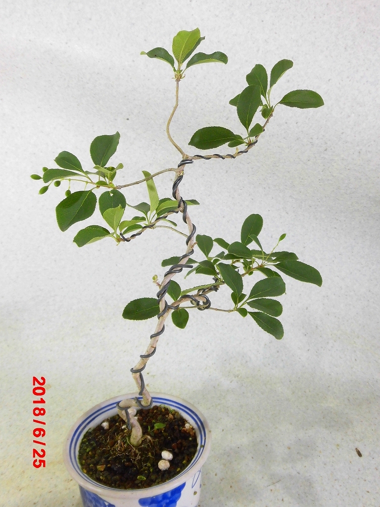 ★★★珍種ナンジャモンジャ斜幹仕立て盆栽材料＞別名一ッ葉タゴの木＞超希少小品材料★★★　　　　　 珍種ナンジャモンジャ斜幹仕立て盆栽材料＞別名一ッ葉