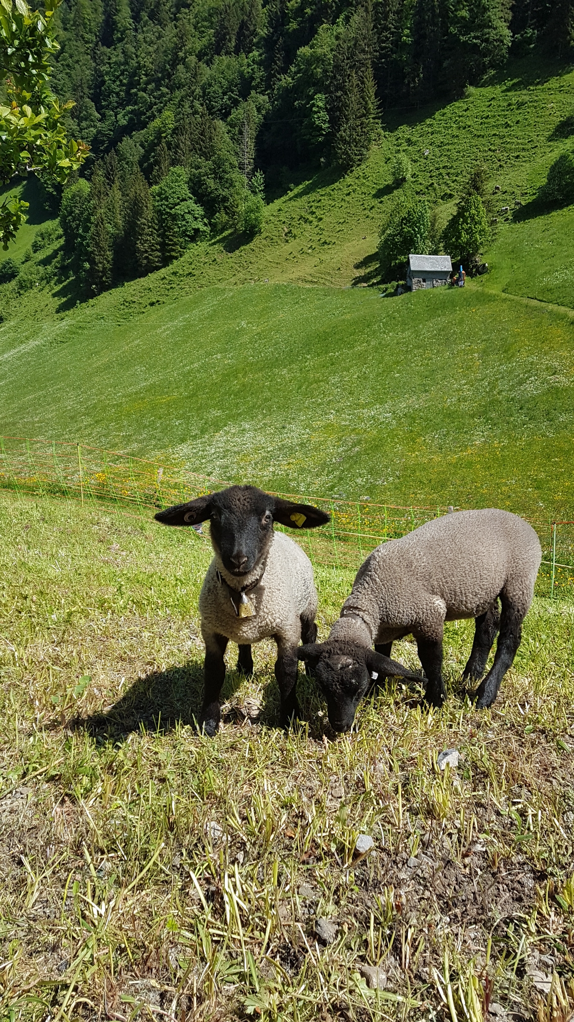 Nala und Seppli