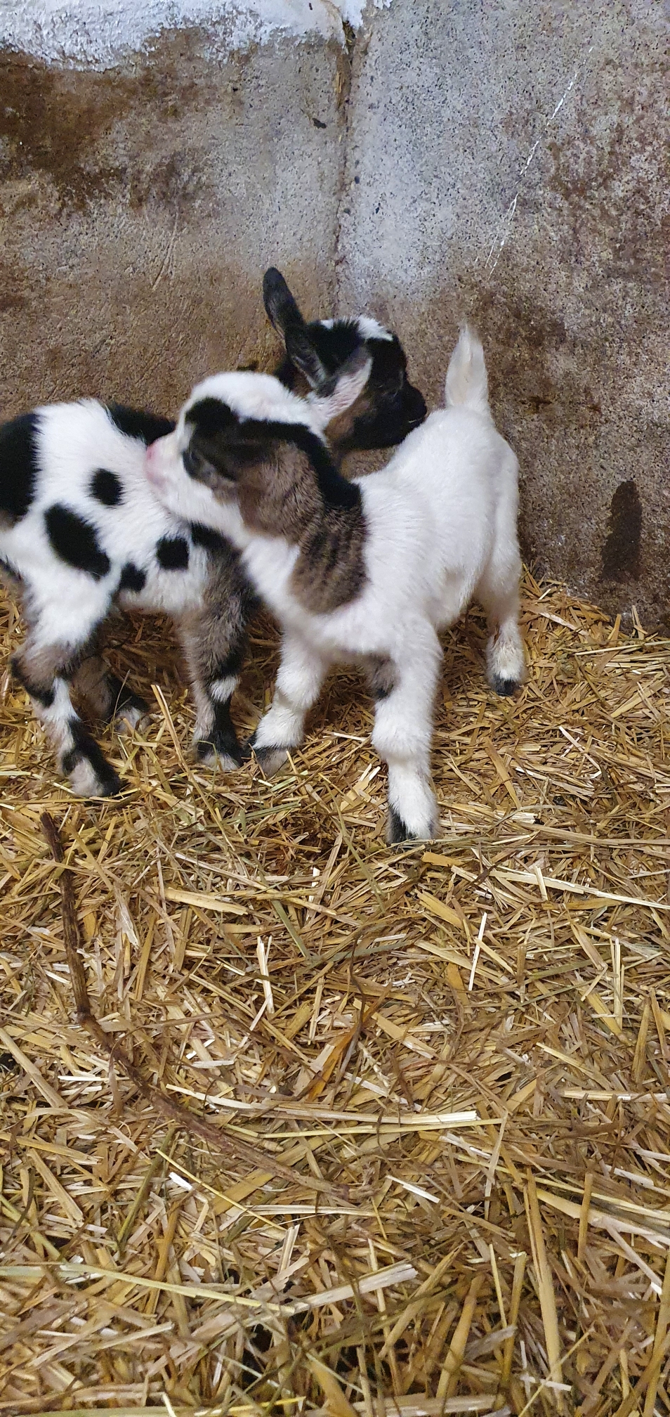 Mila und Milo