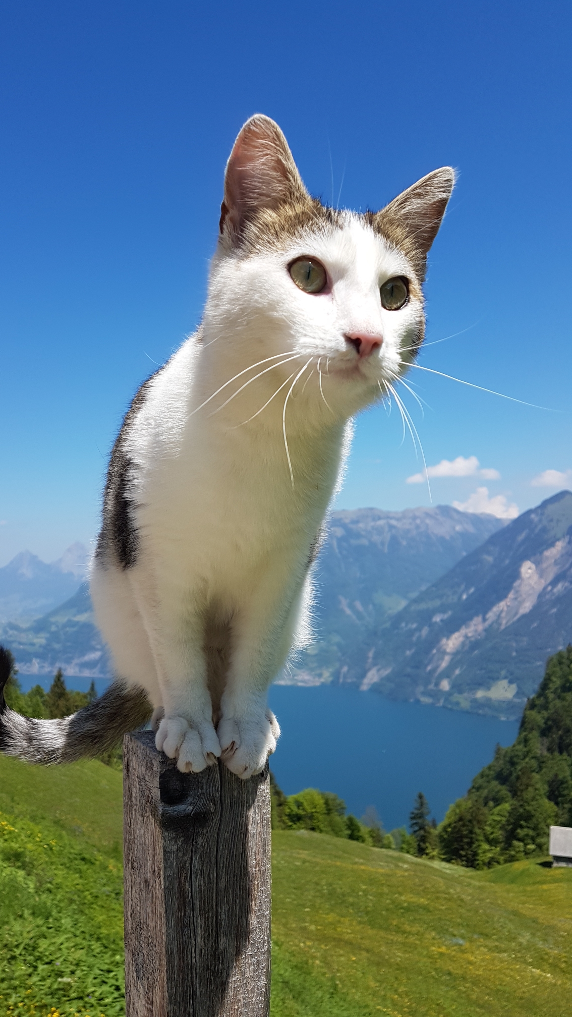 Gizmo