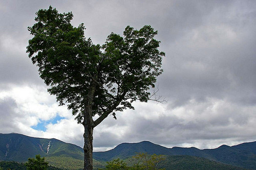 Baum wie ein Herz in Vermont