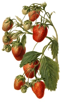 Parker Earle (strawberry) watercolor drawn in 1890 by Deborah Griscom Passmore (USDA)